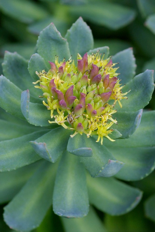 Rhodiola Rosea