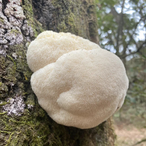 Lion’s Mane