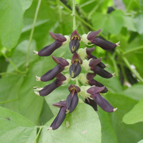 Mucuna Pruriens